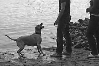 01175_3736 Ein Hund spielt mit seienm Herrchen am Wasser der Norderelbe an der Slipanlage von Entenwerder. Im Hintergrund die Industriearchitektur auf der Peute.