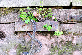 01193_5766 JAlter Eisenbeschlag mit Schiffstau an der Kaimauer vom Hafenbecken Haken in Hamburg Rothenburgsort - Moos wchst auf dem Stein Grnpflanzen spriessen in den Mauerfugen.